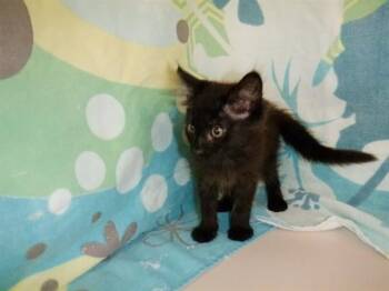 MATER -  Domestic Short Hair Cat for Adoption in San Jose, California - MATER | PetCurious