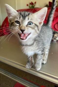 Tuna Boat -  Domestic Short Hair Cat for Adoption in Pitman, New Jersey - Tuna Boat | PetCurious