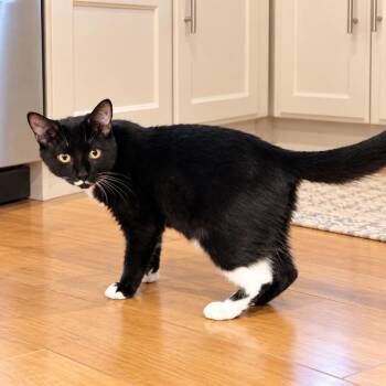 Huxley -  Domestic Short Hair and Tuxedo Cat for Adoption in Long Beach, Washington - Huxley | PetCurious