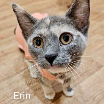 Rescue Dilute Calico and Domestic Short Hair Cats for Adoption in Tulsa, Oklahoma - Erin | PetCurious