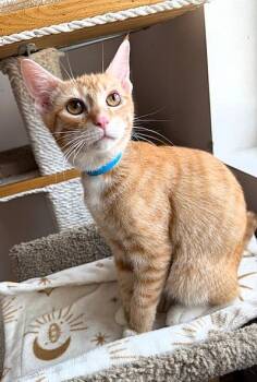 Rescue Domestic Short Hair Cats for Adoption in Medina, Ohio - Citrine | PetCurious