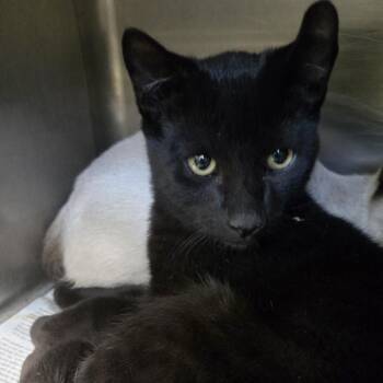 Malcom -  Domestic Short Hair Cat for Adoption in Murray, Utah - Malcom | PetCurious