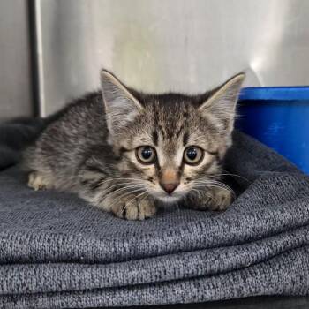 Iggy -  Domestic Short Hair Cat for Adoption in Idaho Falls, Idaho - Iggy | PetCurious