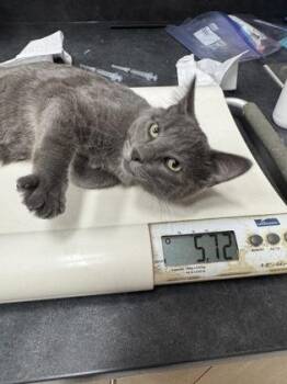 Earth -  Domestic Short Hair Cat for Adoption in Missoula, Montana - Earth | PetCurious