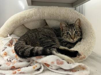 Domestic Short Hair Cats Available for Adoption in Raleigh, North Carolina - Cutiefly | PetCurious