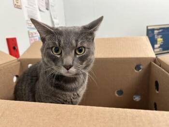 Ghost -  Domestic Short Hair Cat for Adoption - Ghost | PetCurious