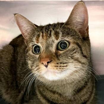 Domestic Short Hair Cats Available for Adoption in Olean, New York - Gypsy | PetCurious