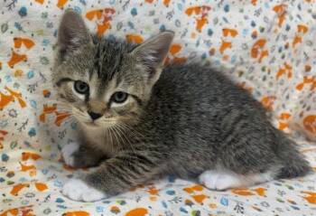 Domestic Short Hair Cats Available for Adoption in Moreno Valley, California - A551149 | PetCurious