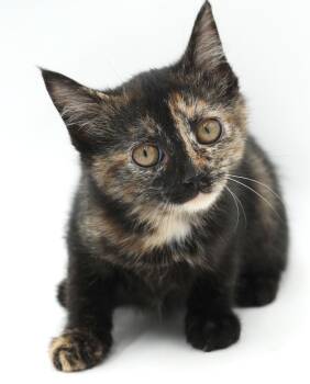 Polynesia is petite and perfect and our Halloween rainbow - love -  Tortoiseshell Cat for Adoption in Bedford Hills, New York - Polynesia Is Petite And Perfect And Our Halloween Rainbow - Love | PetCurious