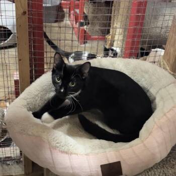 Rescue Tuxedo Cats for Adoption in Centerville, Georgia - Cecil | PetCurious