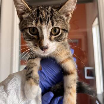 Sage -  Domestic Short Hair Cat for Adoption in Kanab, Utah - Sage | PetCurious