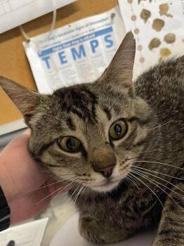 Sarge -  Domestic Medium Hair Cat for Adoption in Bolivar, Missouri - Sarge | PetCurious