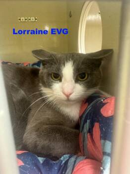 Rescue Domestic Short Hair Cats for Adoption in Westbury, New York - Lorraine EVG | PetCurious