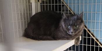 Rosalynn -  Domestic Long Hair Cat for Adoption in Claremont, New Hampshire - Rosalynn | PetCurious