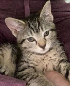 Domestic Short Hair Cats Available for Adoption in Evans, Georgia - Fern | PetCurious
