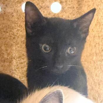 Cannoli -  Domestic Short Hair Cat for Adoption in Reno, Nevada - Cannoli | PetCurious