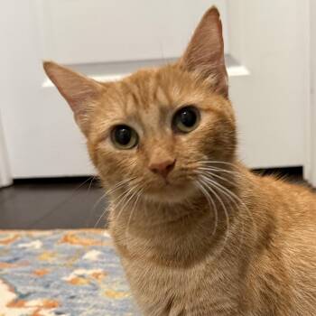 Rescue American Shorthair Cats for Adoption in Philadelphia, Pennsylvania - Avaline | PetCurious