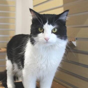 Pepperoni -  Domestic Short Hair Cat for Adoption in Champaign, Illinois - Pepperoni | PetCurious