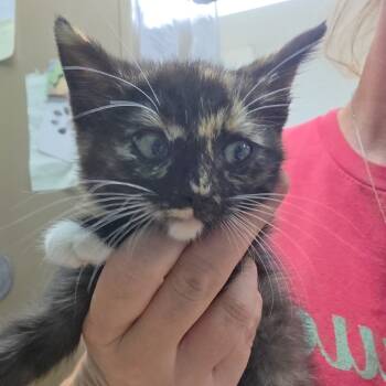 Rescue Domestic Short Hair Cats for Adoption in Starkville, Mississippi - Lassie | PetCurious
