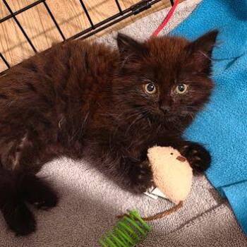 Esmeralda -  Domestic Long Hair Cat Available for Adoption in Newport News, Virginia - Esmeralda | PetCurious