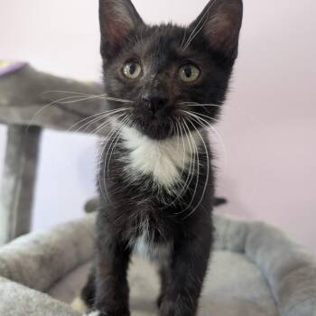 Jinx -  Domestic Short Hair Cat for Adoption in West Plains, Missouri - Jinx | PetCurious