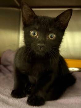Marley -  Domestic Short Hair Cat for Adoption in Ocala, Florida - Marley | PetCurious