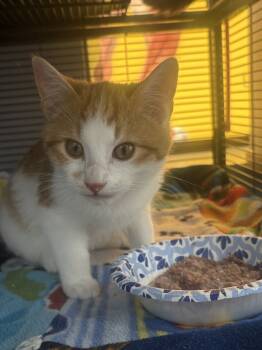 Rescue Domestic Short Hair Cats for Adoption in Minneapolis, Minnesota - Kermit | PetCurious