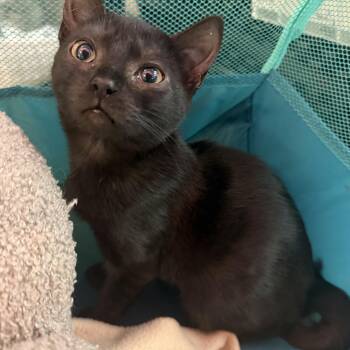 Batsy -  Domestic Short Hair Cat for Adoption in Hudson, New York - Batsy | PetCurious
