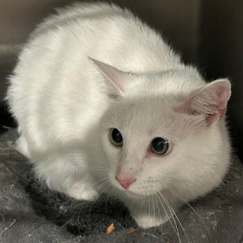 Norm -  Domestic Short Hair Cat for Adoption in Carlyle, Illinois - Norm | PetCurious