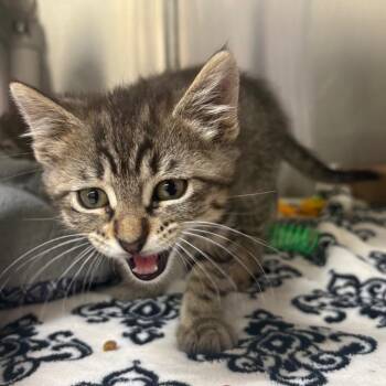 Domestic Short Hair Cats Available for Adoption in Springfield, Illinois - Chalupa | PetCurious