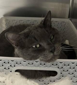 Gustavo -  Domestic Short Hair Cat for Adoption in Golden, Colorado - Gustavo | PetCurious
