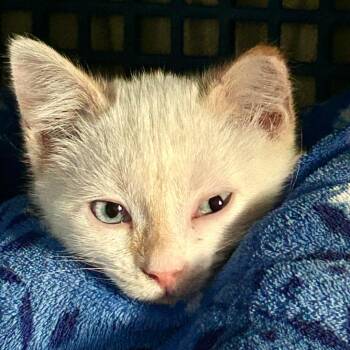 Oso -  Domestic Short Hair Cat for Adoption in Millcreek, Utah - Oso | PetCurious