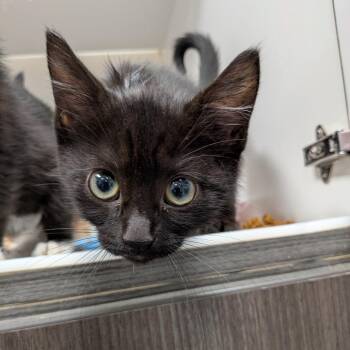Satin -  American Shorthair Cat for Adoption in Jeffersonville, Indiana - Satin | PetCurious