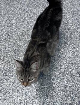 Sasha -  Tabby Cat for Adoption in Hamilton, Ontario - Sasha | PetCurious