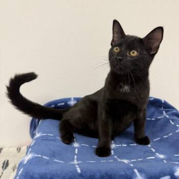 Tommy Pickles -  Domestic Short Hair Cat for Adoption in Sunnyvale, California - Tommy Pickles | PetCurious