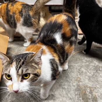 Rescue Domestic Short Hair Cats for Adoption in Hillsboro, Tennessee - Saffron | PetCurious