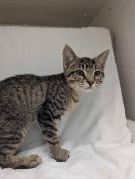 Linus:  Not at shelter (Debra) -  Domestic Short Hair Cat for Adoption in Rustburg, Virginia - Linus:  Not At Shelter (Debra) | PetCurious