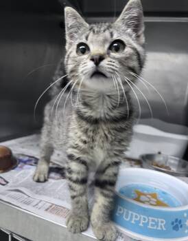 Sprite -  Domestic Short Hair Cat for Adoption in Youngstown, Ohio - Sprite | PetCurious