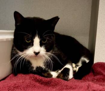 Domestic Short Hair Cats Available for Adoption - Sarsapurrila | PetCurious