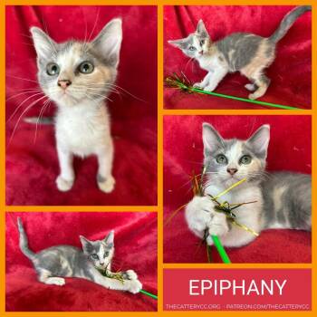 Epiphany -  Domestic Short Hair Cat for Adoption in Corpus Christi, Texas - Epiphany | PetCurious