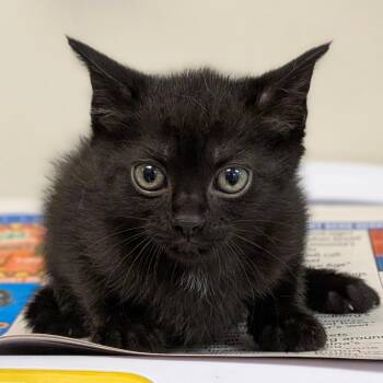Scarab -  Domestic Short Hair Cat for Adoption in Houston, Texas - Scarab | PetCurious