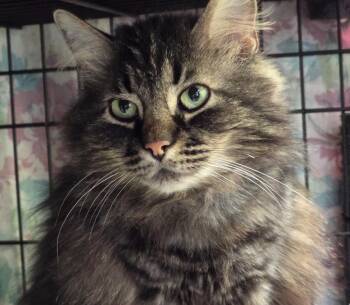 SMOKEY -  Domestic Long Hair Cat for Adoption in Muskegon, Michigan - SMOKEY | PetCurious