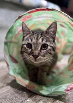 Domestic Short Hair Cats Available for Adoption - Lexapro AKA Lexi | PetCurious