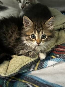 Fluffer Nutter -  Domestic Medium Hair and Domestic Short Hair Cat for Adoption in Spruce Pine, North Carolina - Fluffer Nutter | PetCurious