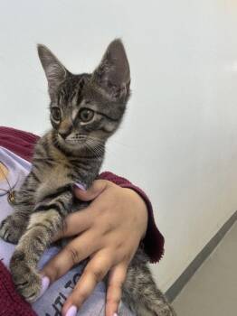 Alvin -  Domestic Short Hair Cat for Adoption in Hilton Head Island, South Carolina - Alvin | PetCurious