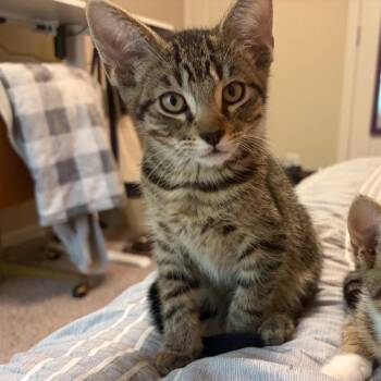 Bill -  Domestic Short Hair Cat for Adoption in Georgetown, Kentucky - Bill | PetCurious