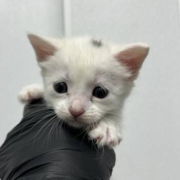 Cirri -  Domestic Short Hair Cat Available for Adoption in Abilene, Texas - Cirri | PetCurious
