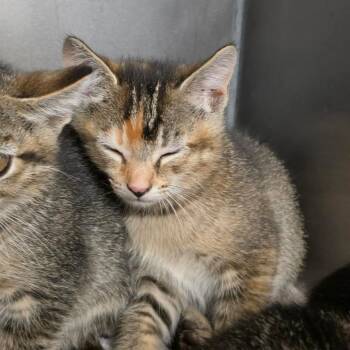 Hissy-fit -  Domestic Short Hair Cat for Adoption in Martinsville, Virginia - Hissy-fit | PetCurious