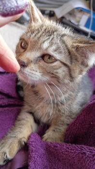 Domestic Short Hair Cats Available for Adoption - Jupiter | PetCurious