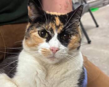 Domestic Short Hair Cats Available for Adoption - DAISY MAE | PetCurious